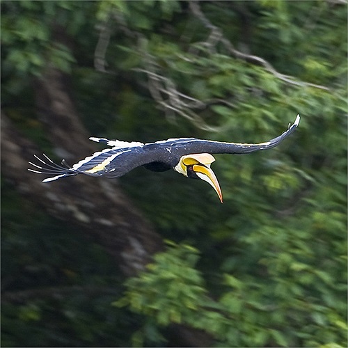 Tại Việt Nam, chim hồng hoàng phân bố rải rác tai các khu rừng rậm trên cả 3 miền.