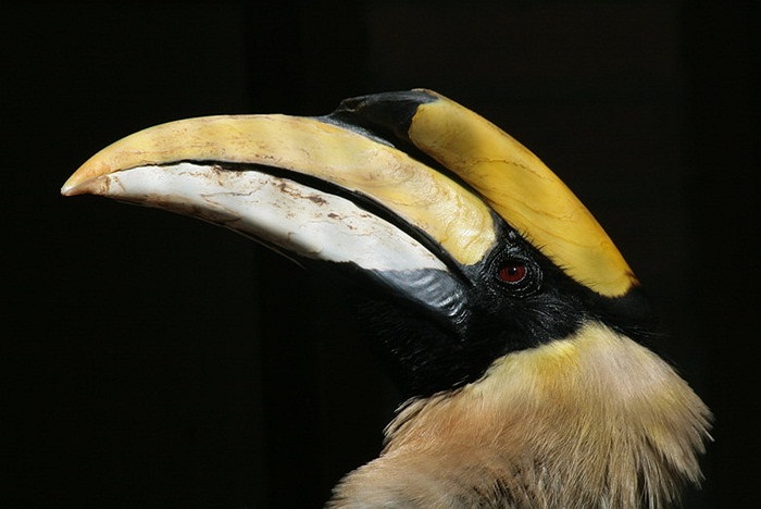 Đáng tiếc rằng số lượng của chim hồng hoàng còn lại không nhiều trong thiên nhiên do bị săn bắt và mất môi trường sống. 