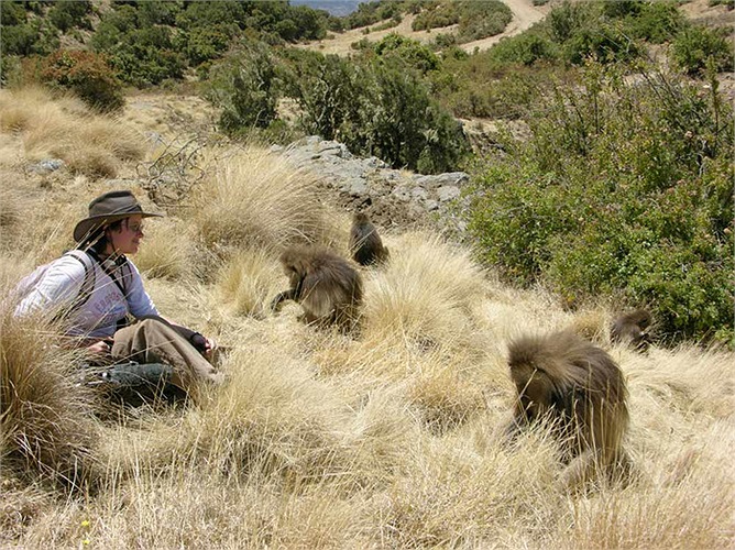 Nhà sinh vật học Aliza le Roux thu âm tiếng rú của khỉ Gelada. Âm thanh của loài khỉ này nghe qua rất giống tiếng người. 