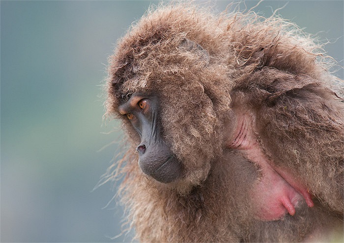 Gelada cái, ngược lại, có lông ngắn, xoăn và bù xù.