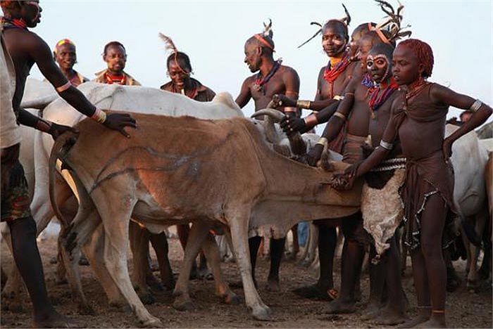 Những Maza sẽ giữ cho đàn bò đứng yên, sau nghi lễ họ sẽ nhận được phần thưởng của mình là thực phẩm và đồ uống.