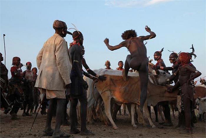 Khoảng 15 còn bò đực thiến được chọn cho nghi lễ đứng thành một hàng. Đối với người Hamer, gia súc là biểu tượng của sự giàu có và no đủ.