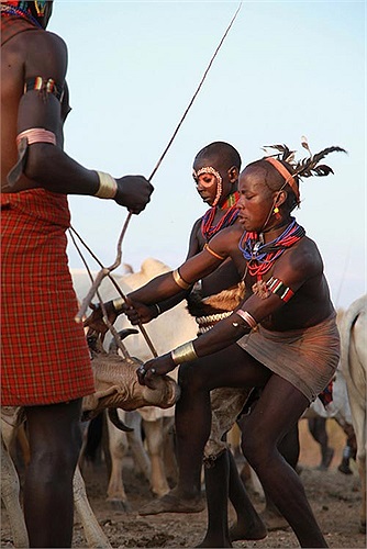 Nam giới tham gia nghi thức trưởng thành phải nhảy (chính xác hơn là chạy) qua “hàng rào” bò trong trang phục “nude” hoàn toàn với hai mảnh vỏ cây đeo trước ngực.