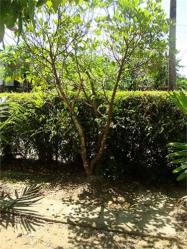 Ông Hàm kể, đây là nơi 102 năm trước, Đại tướng lọt lòng mẹ. Vào mùa nước lũ năm Tân Hợi, cậu bé Võ Nguyên Giáp đã cất tiếng khóc chào đời trong một cái chòi cao cất tạm dưới gốc cây mít cổ thụ ở chính địa điểm này. 