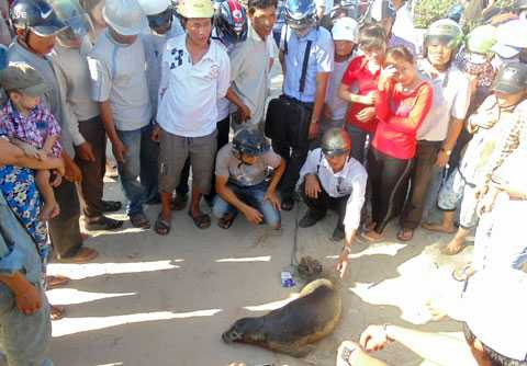 Đà Nẵng, bát được hả cẩu, ngư dân, thả lưới, biển, đại dương