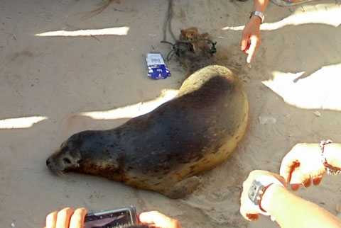 Đà Nẵng, bát được hả cẩu, ngư dân, thả lưới, biển, đại dương