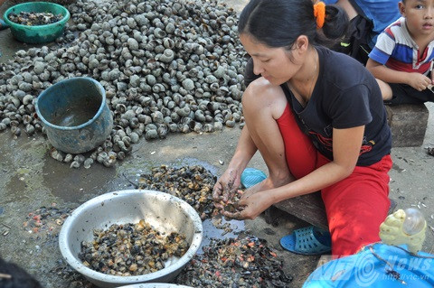 Dân ngoại thành Hà Nội 'làm giàu' từ ốc bươu vàng