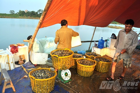 Dân ngoại thành Hà Nội 'làm giàu' từ ốc bươu vàng
