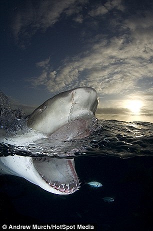 Anh kể lại, khoảnh khắc như vậy rất khó để ghi lại bởi hiếm khi cá mập trồi lên mặt nước nhưng ở Tiger Beach, cá mập lại tỏ ra hứng thú với việc tiếp cận các thợ lặn ở khoảng cách gần. 