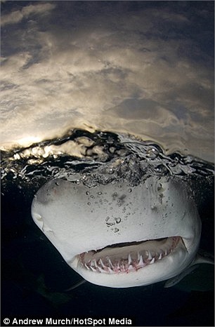 Thậm chí, anh còn không trang bị bất cứ phương tiện bảo hộ nào. Andrew cho biết, anh chỉ đeo một đôi găng tay tối màu cùng bộ đồ bơi cũng tối màu và luôn cố gắng giữ bình tĩnh. 