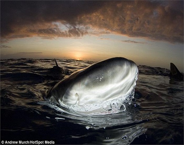 Con cá mập có vẻ khá cảnh giác nhưng không tỏ bất cứ dấu hiệu nào định tấn công Andrew. Anh tin rằng, con cá nghĩ anh là một trong những loài đi săn mồi khác ở biển, giống như nó. 