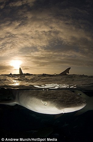 Con cá mập chanh đến gần tới nỗi nó dường như sắp chơi trò bật bóng với chiếc máy ảnh của Andrew nhưng không có điều gì xấu xảy ra. 