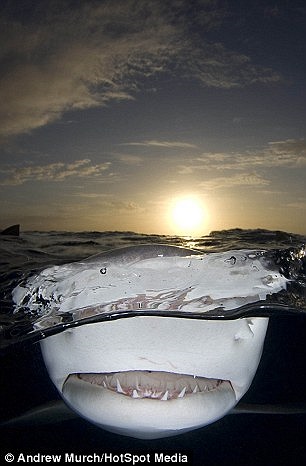 Sau gần 20 năm bơi cùng cá mập, Andrew nhận ra, chúng không hề coi thợ lặn như con mồi mặc dù cá mập chanh được xem là một trong những loài sinh vật biển đáng sợ nhất. 