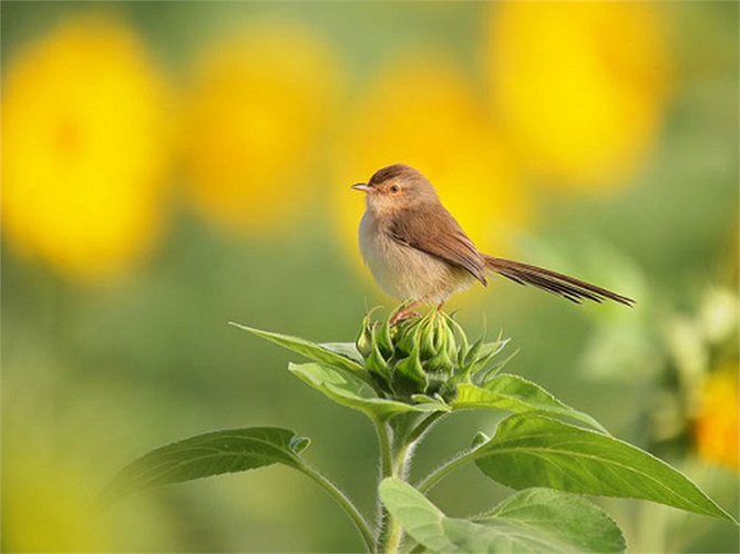Bộ lông đuôi dài giúp chú chim chíc giữ thăng bằng, nhìn vào đó khiến con người ta thấy được sự vững vàng ở chính mình.