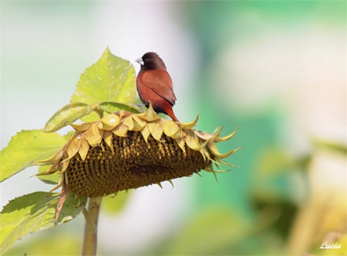 Chim non đi trẩy hạt hướng dương làm dậy lên tinh thần làm việc hăng say.