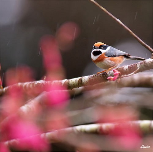 Phấn hoa bay lả tả cùng với chim chuyền cành gợi cảm giác thanh bình