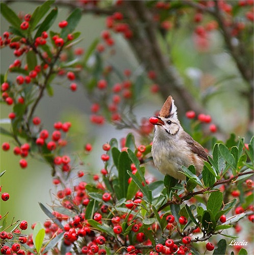 Nhìn chú chào mào ăn quả gợi cho ta nhớ về những kỷ niệm ngọt ngào