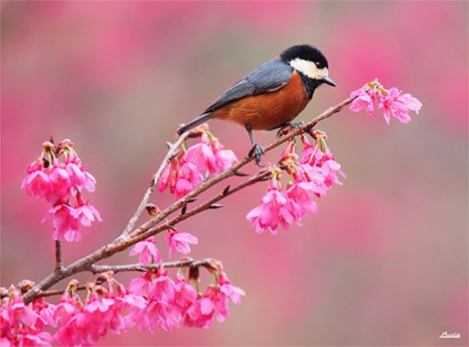 Chim vui chơi bên chùm hoa tươi thắm gợi tình yêu thiên nhiên