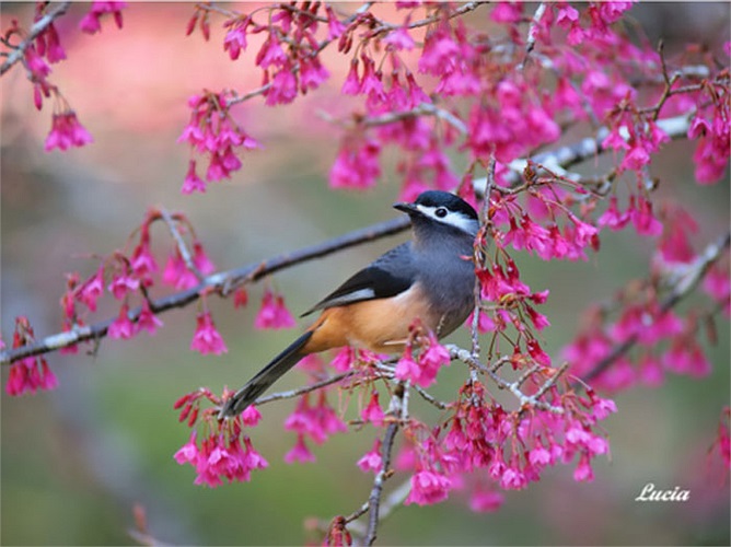 Và đây là một chú chim khác đang tạo dáng chào đón con người đến với thiên nhiên.