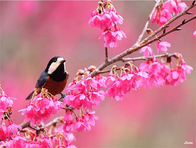 Vẻ đẹp chim bạc má cho ta tình yêu thiên nhiên, ý thức bảo tồn và gìn giữ