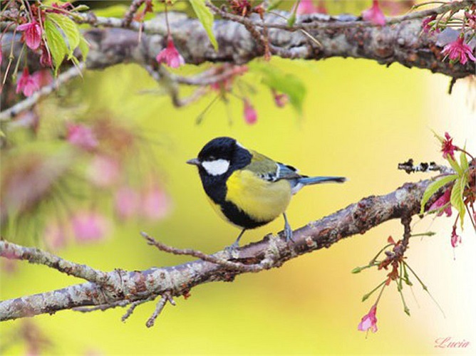 Chiếc áo gấm sặc sỡ làm thiên nhiên bừng sáng, đem lại cảm xúc vui tươi.