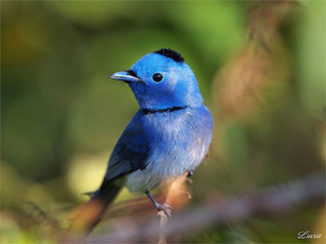 Vết đốm trên chiếc đầu to như một nét chấm phá của tự nhiên làm dâng trào niềm vui trong lòng.