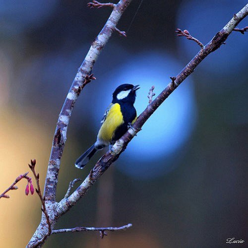 Một chú chim đang thổn thức cất tiếng hót làm sảng khoái tinh thần.