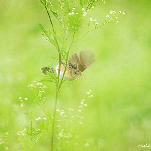Chim non vỗ đôi cánh chấp chới tập bay làm cho ta muốn giang tay ôm lấy