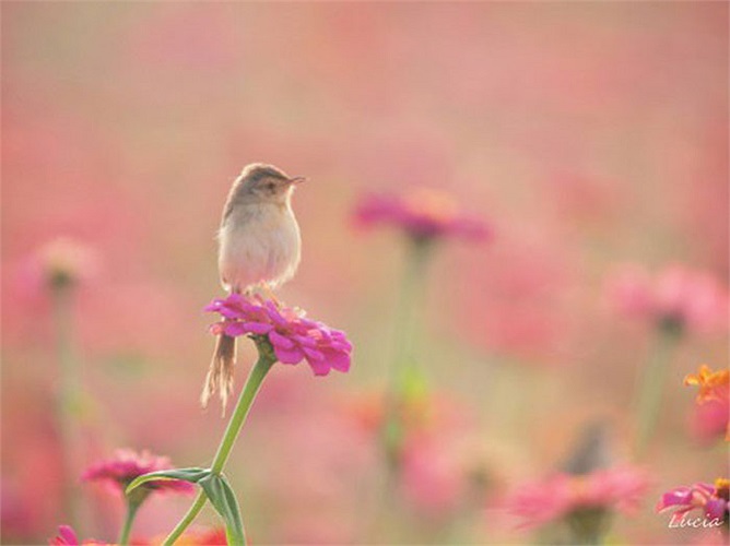 Chim rời tổ trong buổi sáng tinh mơ như giục giã mọi người về thói quen dậy sớm