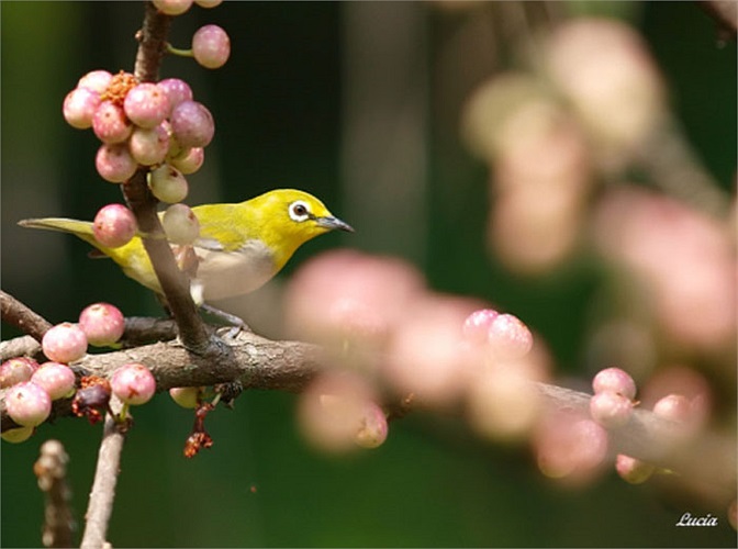 Chim vành khuyên bắt sâu giúp bảo vệ hoa cho người cảm giác bình yên.