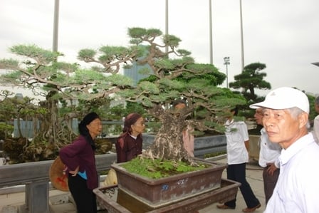Ngắm cây cảnh trưng bày tại Triển lãm cây cảnh sự kiện 1.000 năm Thăng Long - Hà Nội. 