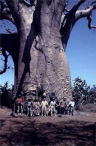 Bao báp là loài cây kỳ lạ và đặc biệt nhất thế giới. Chúng được mệnh danh là “cây thần” hay “cây của cuộc sống”.