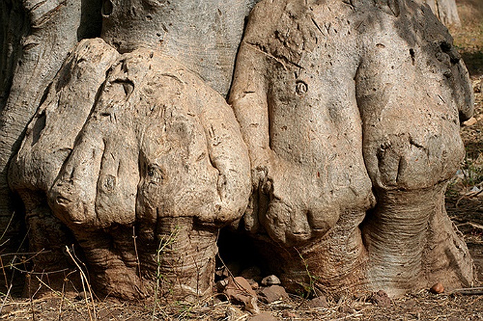 Không chỉ làm thực phẩm hàng ngày, quả bao báp còn được người dân tô vẽ, chạm khắc làm trang sức.