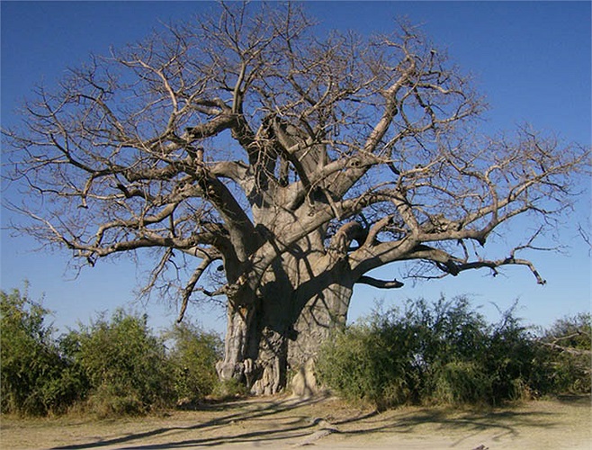 Trong thập niên 1890 tại niềm Nam Derby của Úc bao báp còn là “địa ngục” giam giữ những tử tù. Thân cây được khoét rỗng làm nhà giam.