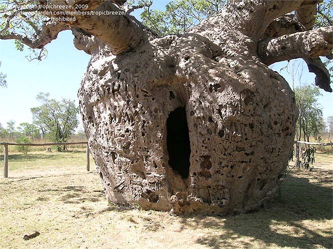 Người ta đã biến khoảng trống bên trong thân cây thành một căn phòng mát mẻ.