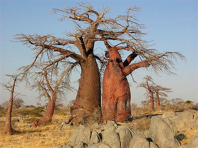 Trong điều kiện khí hậu vô cùng khắc nghiệt, gần như quanh năm khô hạn, “cây thần” bao báp đã biết “tự xây hồ chứa nước” ngay trong cơ thể mình để “uống” khi cần.