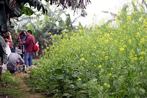 Cho thuê vườn hoa cải