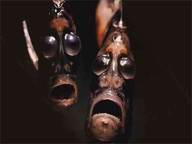 Cá rìu là loại cá sống ở những vực thẳm của đại dương (kích thước lớn nhất của loài cá này chỉ đạt 12cm) . Loài cá này vô hại nhưng với hình dáng như vậy sẽ đem đến sự sợ hãi cho mọi người.