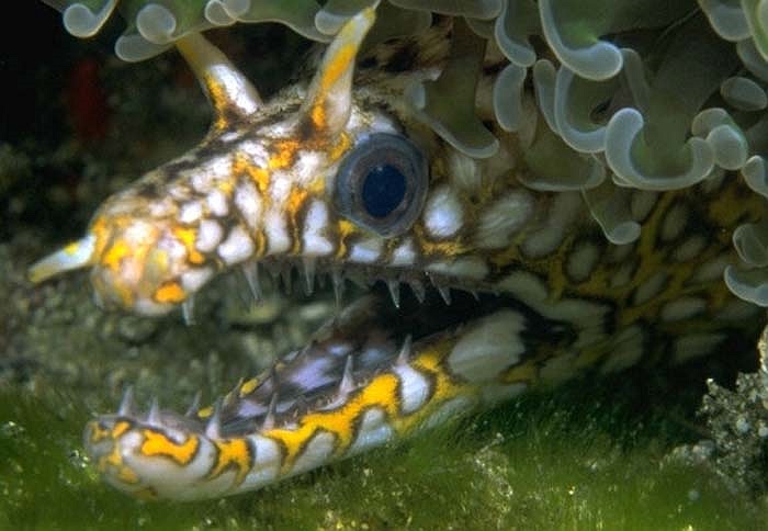 Cá chình Moray (tên khoa học Anguilliformes), hay lươn biển (Morey eel). Chúng sinh sống chủ yếu tại các vùng biển, nhưng một số loài còn phân bố ở các vùng nước lợ và nước ngọt.