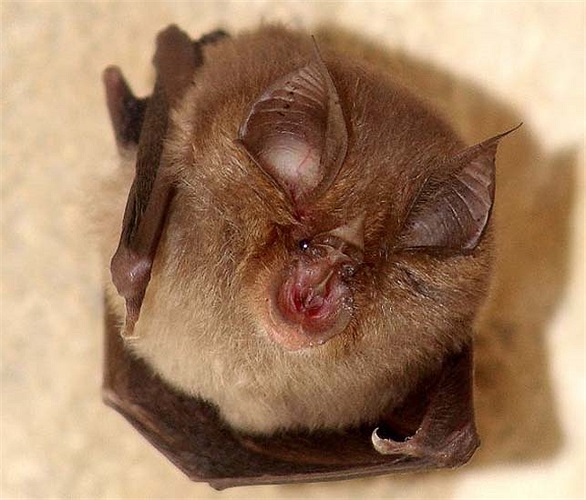 Đây là một loài dơi chỉ sinh sống ở đất nước Anh, với đôi tai to và khuân mặt nhỏ xù xì đã làm chúng trông thật quái dị và xấu. 