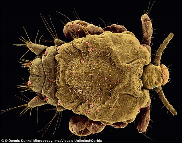 Rận mu hay còn gọi là rận lông mu, chúng thường hút máu và sinh sống ở những vung sinh dục của con người nhất là ở những vùng lông của bộ phận sinh dục con trai.