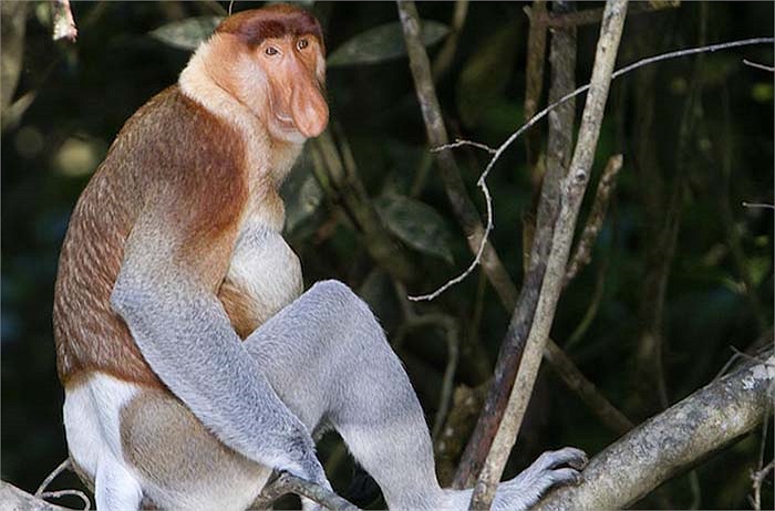Khỉ mũi dài, bụng phệ hay còn gọi là khỉ vòi sống ở khu vực Đông Nam Á. Chiếc mũi xấu xí của chúng rất nhạy cảm và được sử dụng để thu hút bạn tình bằng cách liên tục rung lên bàn bật, rồi đỏ ửng mỗi khi ngượng ngùng. 