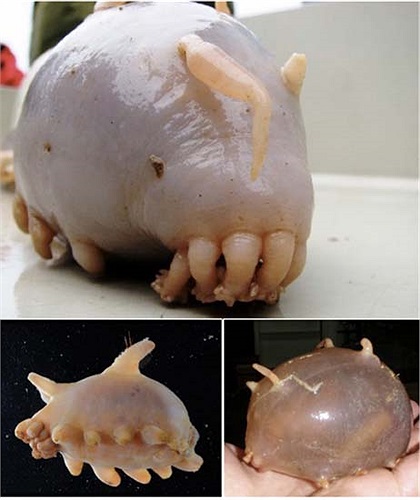 Lợn biển là loài sống ở đáy biển và có da giống như lợn. Loài vật này hấp thụ thức ăn bằng cách lọc các sinh vật trong bùn. Hiện số lượng còn khoảng 300 đến 600 con.