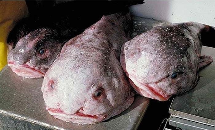 Loài cá xấu xí này có tên gọi là Blobfish. Đây có thể được coi là loài cá xấu nhất thế giới. 