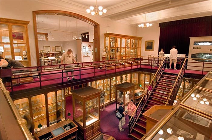 Vào bên trong bảo tàng, chúng ta sẽ nhìn thấy những hộp sọ, cấu trúc cắt dọc của khuôn mặt hay các cơ quan cơ thể bị đột biến của con người. 