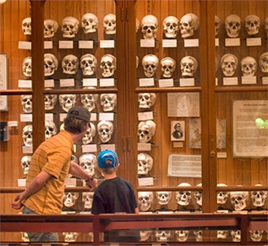 Ngoài các hiện vật về đột biến, bác sĩ Thomas Dent Mutter còn trao tặng 30.000 USD cho bảo tàng. Bảo tàng này có thể coi là một trong những nơi trưng bày nhiều hộp sọ nhất với hơn 100 chiếc. 