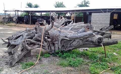 gốc cây, tiền tỷ, gốc trắc, gỗ ngàn năm tuổi, gốc cây hóa thạch, gốc trâm