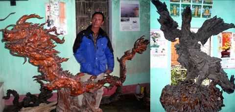 gốc cây, tiền tỷ, gốc trắc, gỗ ngàn năm tuổi, gốc cây hóa thạch, gốc trâm