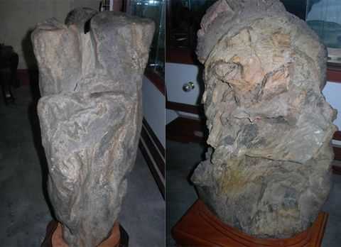 gốc cây, tiền tỷ, gốc trắc, gỗ ngàn năm tuổi, gốc cây hóa thạch, gốc trâm