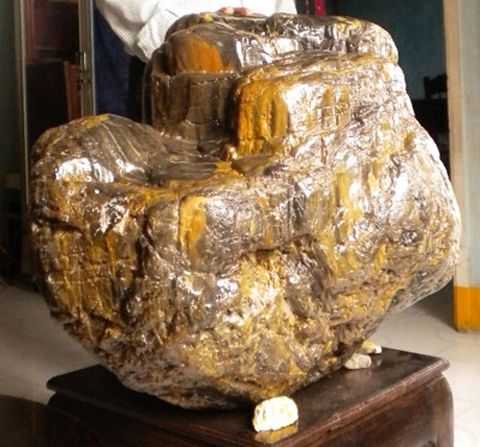 gốc cây, tiền tỷ, gốc trắc, gỗ ngàn năm tuổi, gốc cây hóa thạch, gốc trâm